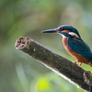 Découverte des oiseaux au lac de Créteil