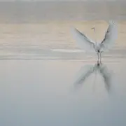 Découverte des oiseaux avec la LPO