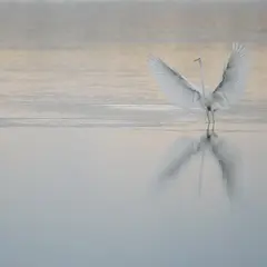 Découverte des oiseaux avec la LPO