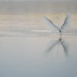 Découverte des oiseaux avec la LPO