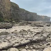 Découverte des oiseaux des falaises du Bessin