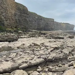 Découverte des oiseaux des falaises du Bessin