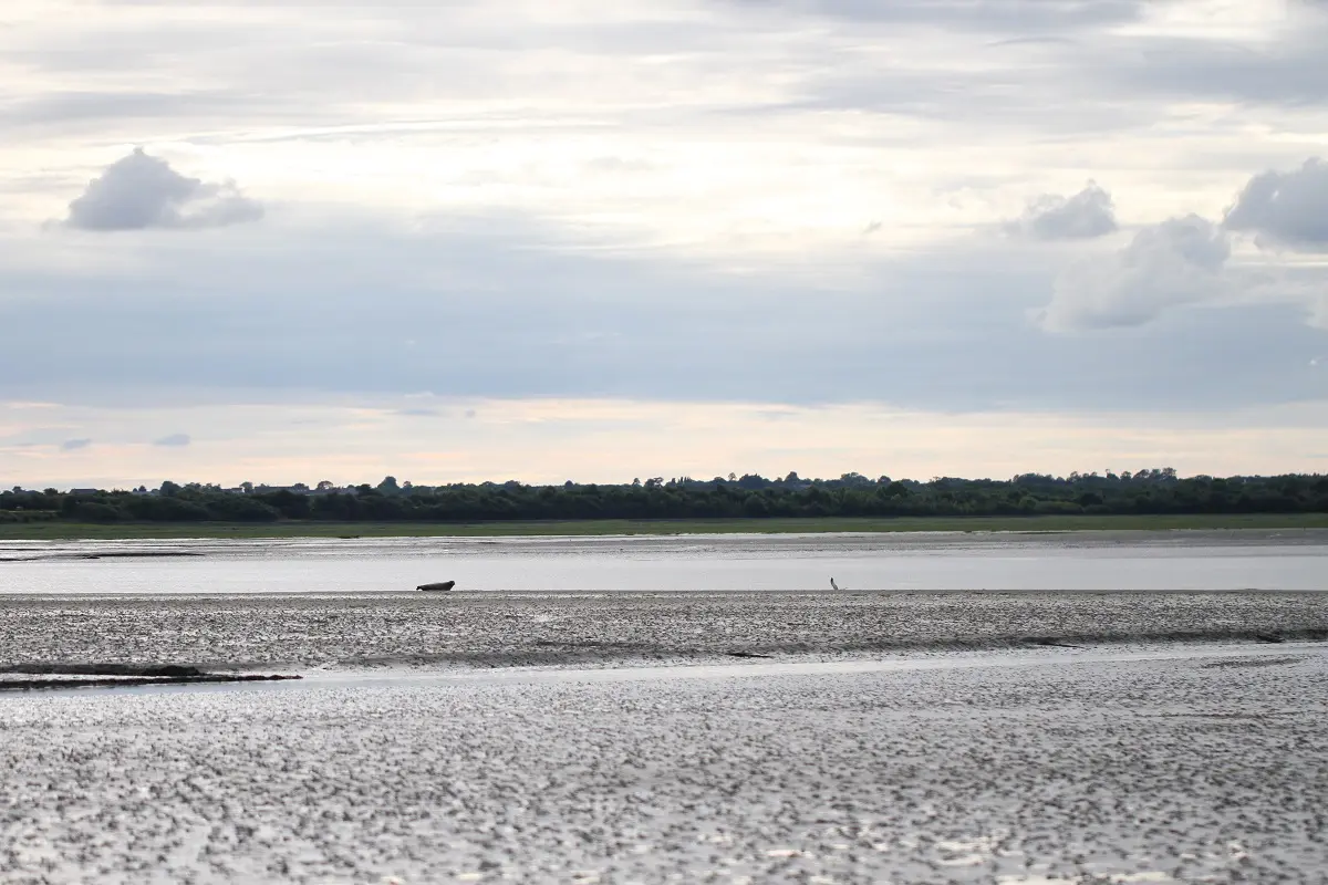 Découverte des oiseaux et des phoques de la baie des Veys