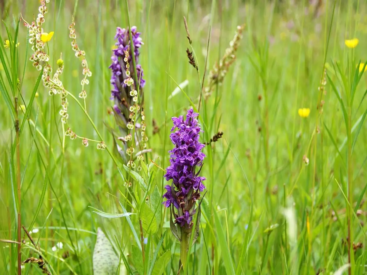 Découverte des orchidées