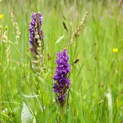 Découverte des orchidées