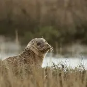 Découverte des phoques