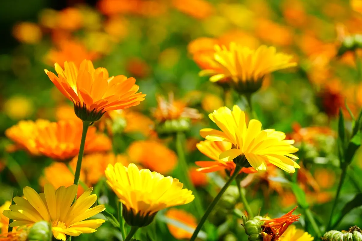 Découverte Des Plantes