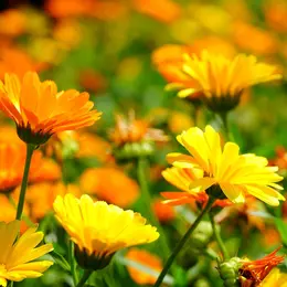 Découverte Des Plantes