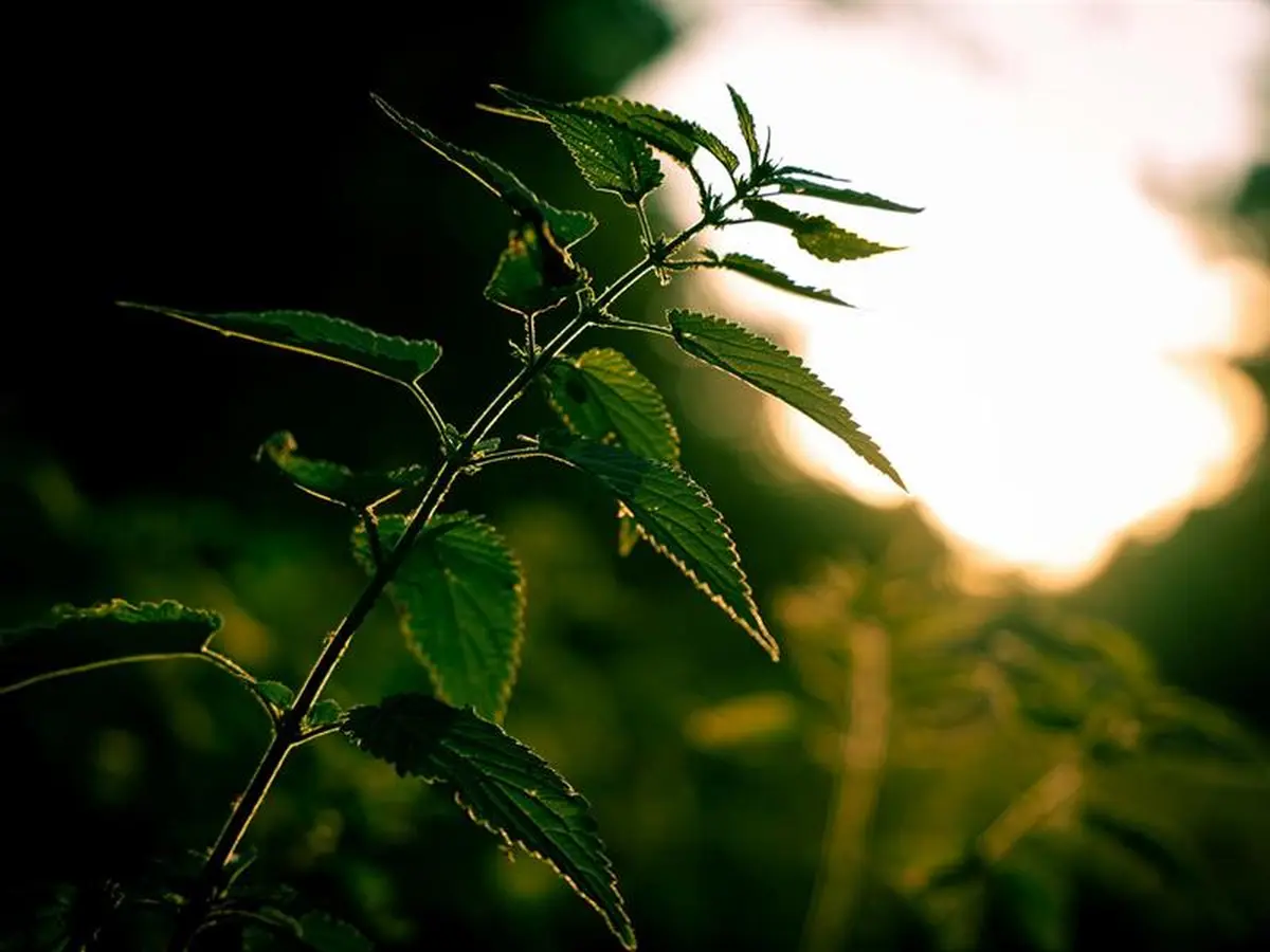 Découverte des plantes du printemps