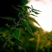 Découverte des plantes du printemps