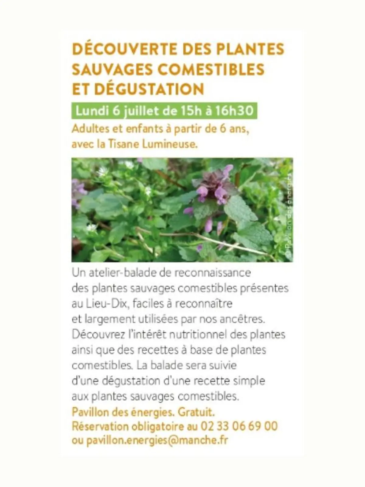 Découverte des plantes sauvages comestibles et dégustation