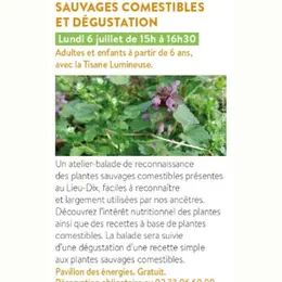 Découverte des plantes sauvages comestibles et dégustation