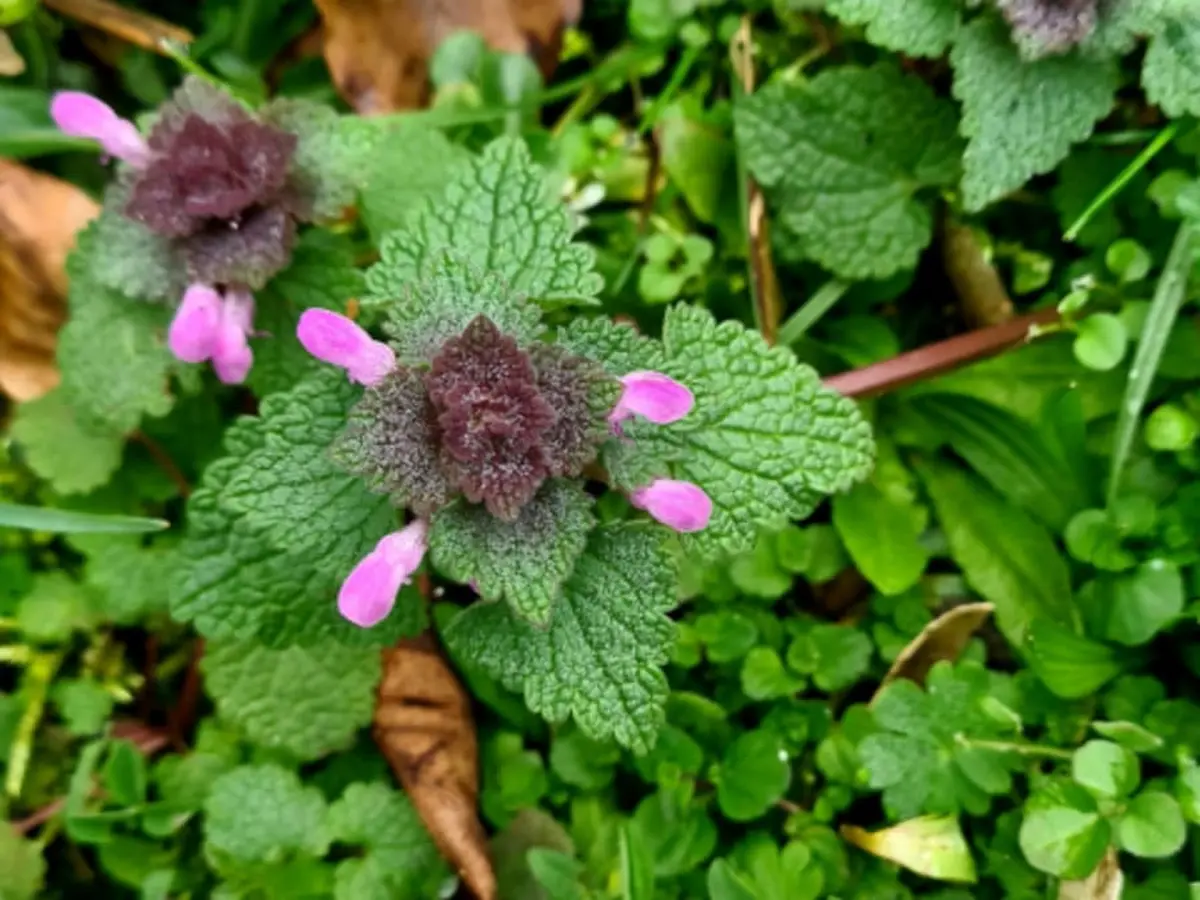 Découverte des plantes sauvages de la Coulée Verte