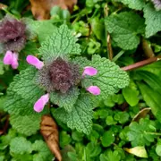 Découverte des plantes sauvages de la Coulée Verte