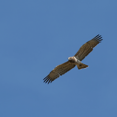Découverte des rapaces des gorges de la Dordogne