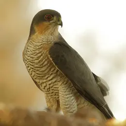 Découverte des rapaces et animaux des Pyrénées