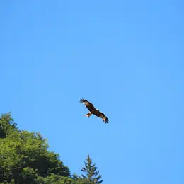 Découverte des rapaces et animaux des Pyrénées