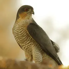Découverte des rapaces et animaux des Pyrénées