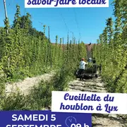 Découverte des savoir-faire locaux : Cueillette du houblon à Lux