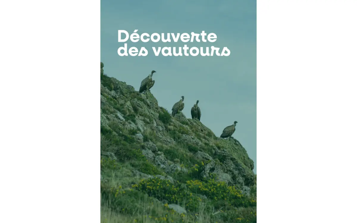 Découverte des vautours
