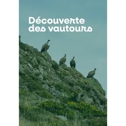 Découverte des vautours