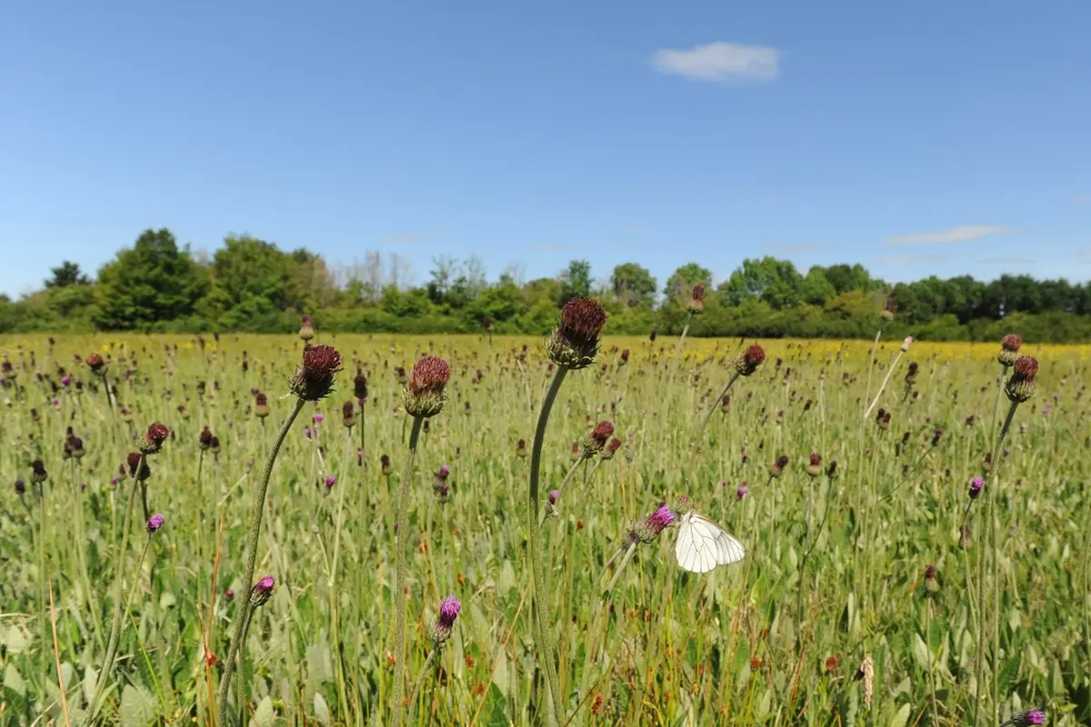 Découverte du bocage de Chevais