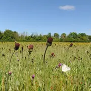 Découverte du bocage de Chevais