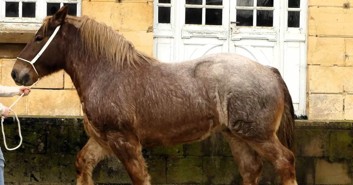 Découverte du cheval de trait