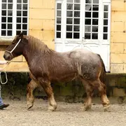 Découverte du cheval de trait