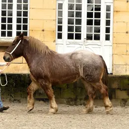 Découverte du cheval de trait