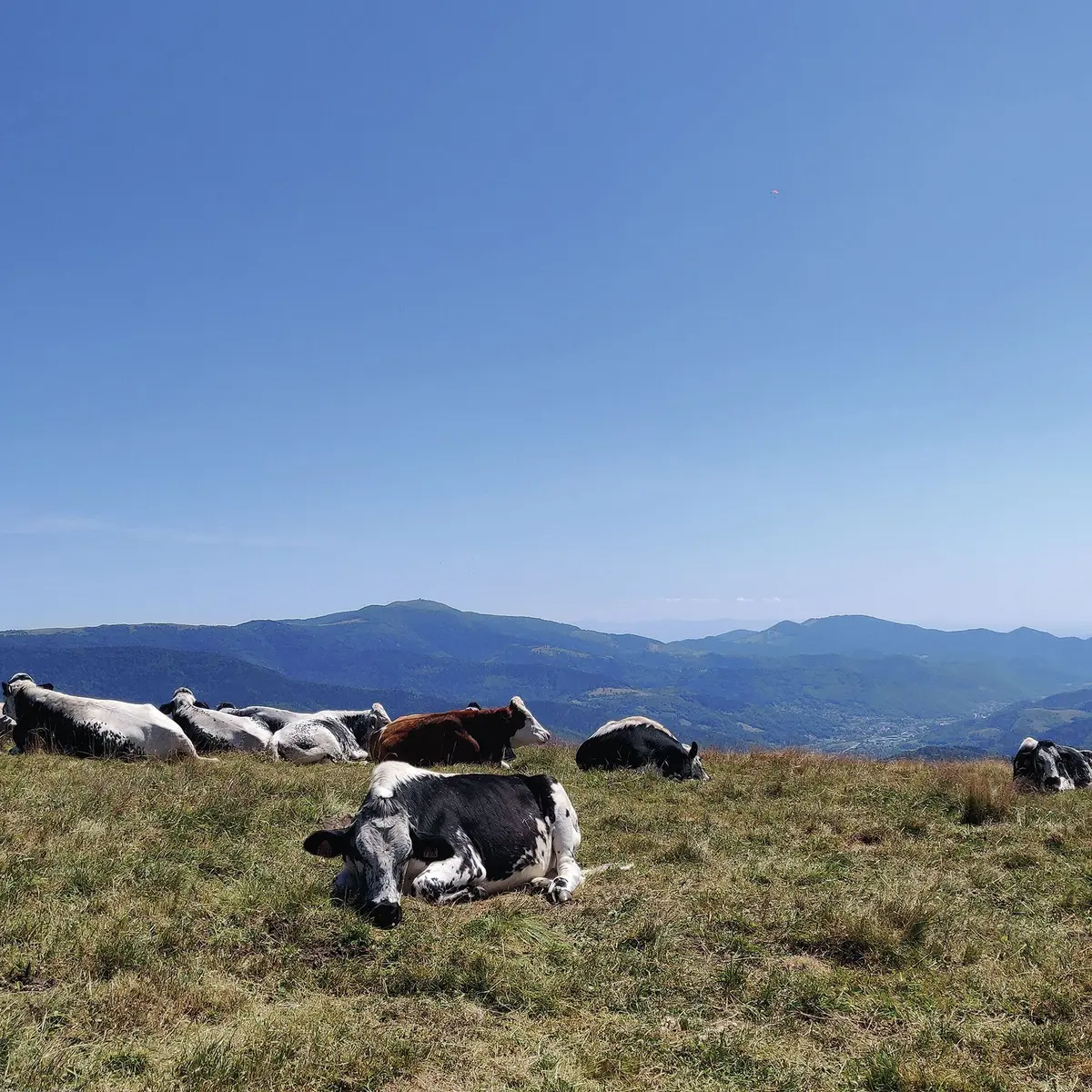 Les vosgiennes dans leurs pâturages 