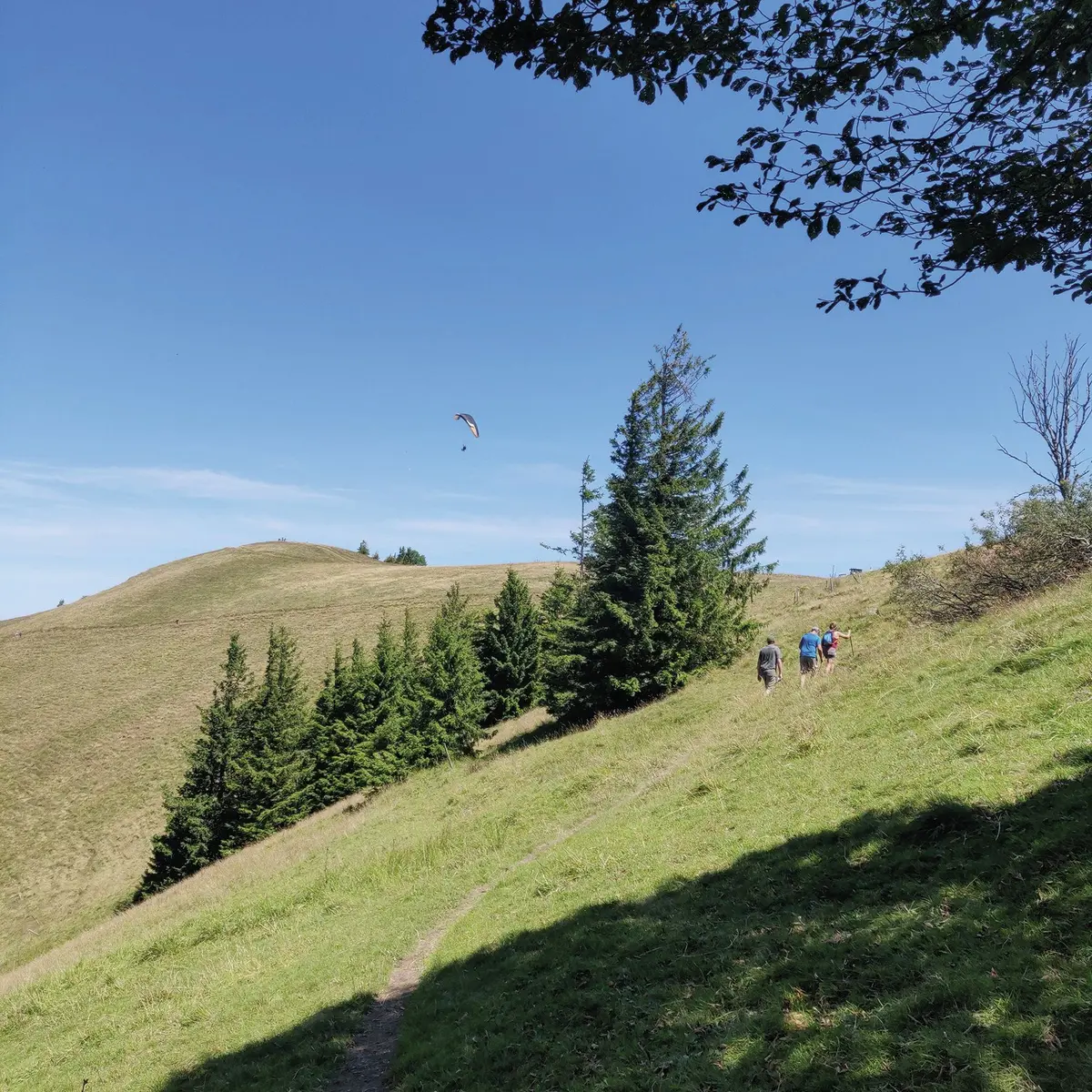 Les chaumes du Drumont