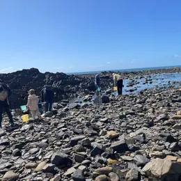 Découverte du haut de plage (laisse de mer)