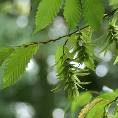 Découverte du jardin-forêt de Michel Diebold