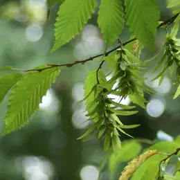 Découverte du jardin-forêt de Michel Diebold