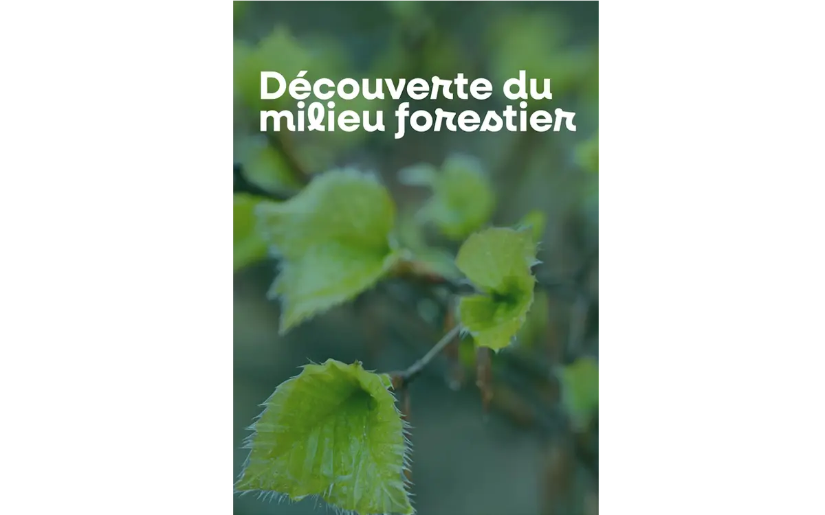 Découverte du milieu forestier