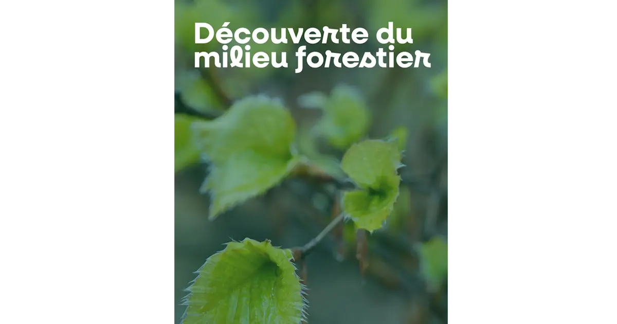 Découverte du milieu forestier