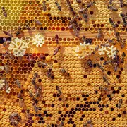 Découverte Du Monde Des Abeilles