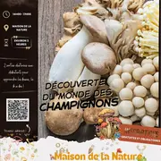 Découverte du monde des champignons