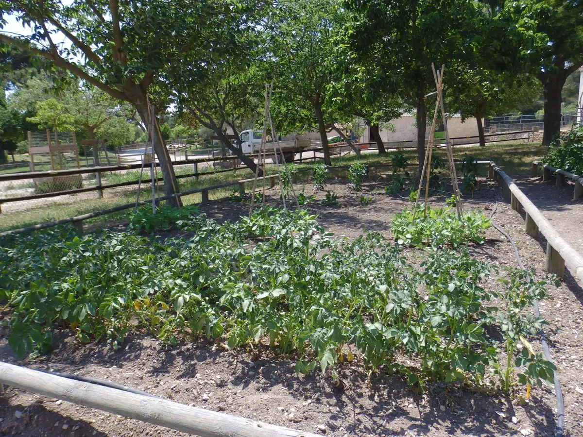 Découverte du potager de la ferme pédagogique
