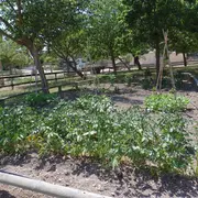 Découverte du potager de la ferme pédagogique