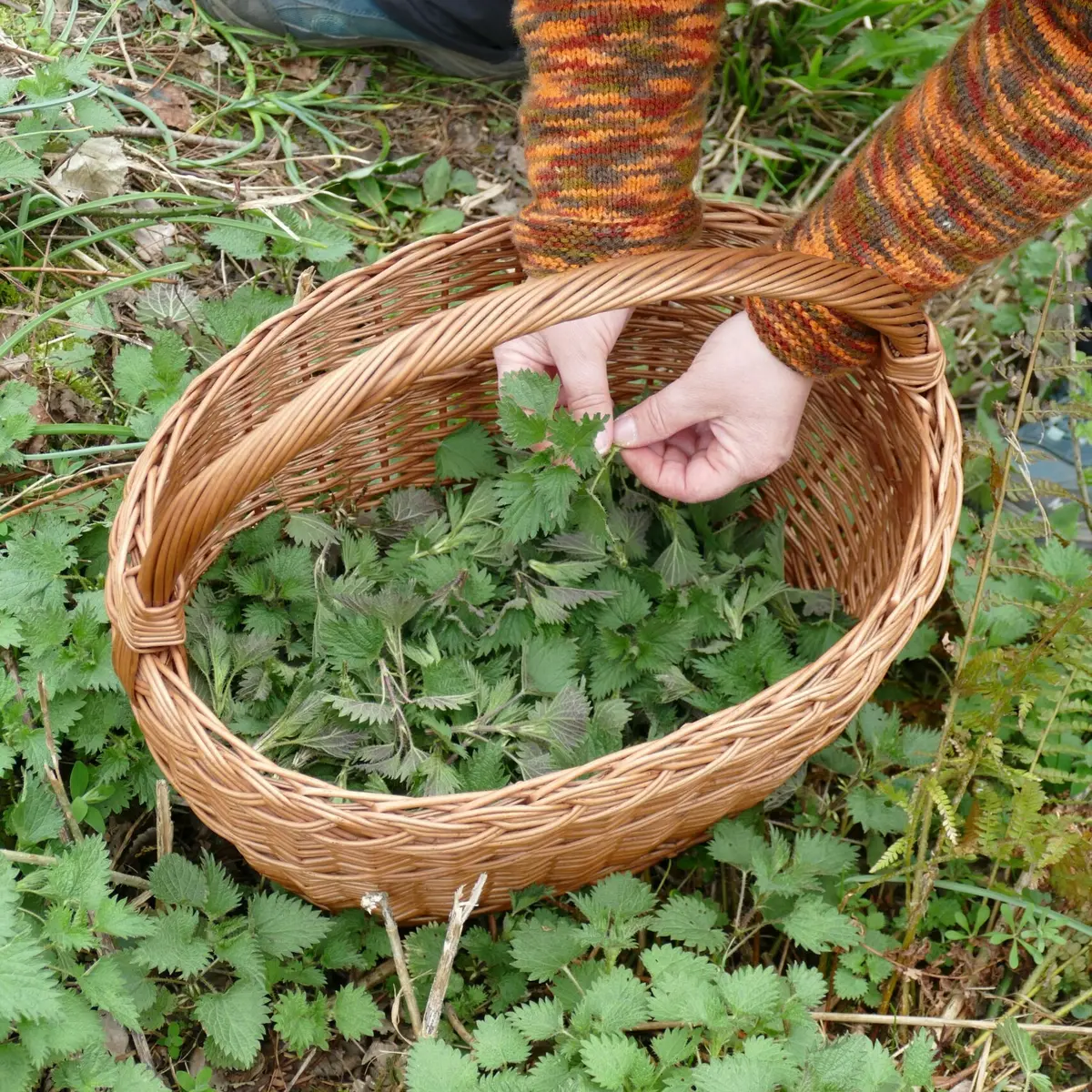Découverte et dégustation de plantes sauvages comestibles