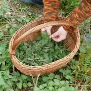 Découverte et dégustation de plantes sauvages comestibles
