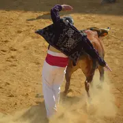 Découverte et initiation course landaise