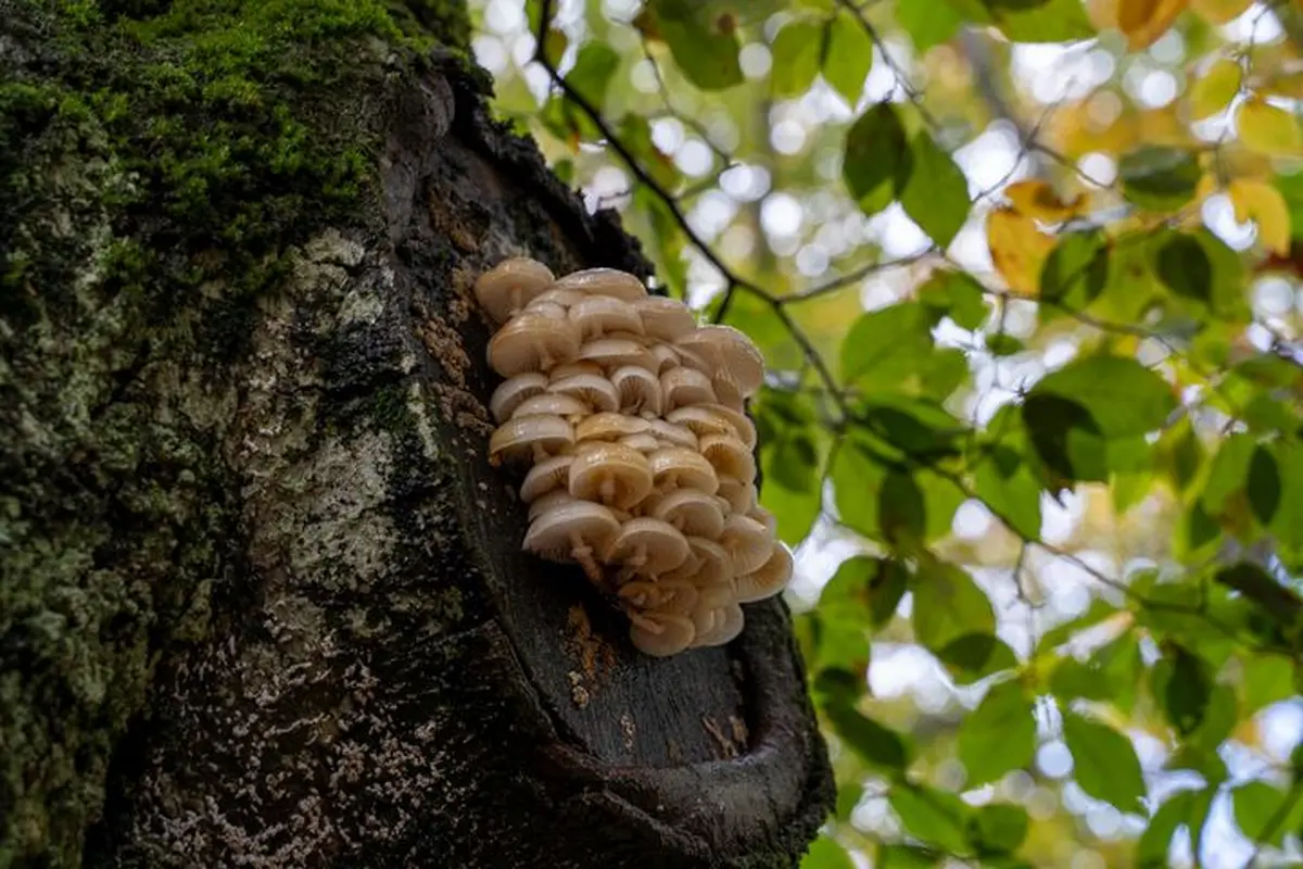 Découverte et recensement des champignons dans la forêt des Loges