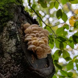 Découverte et recensement des champignons dans la forêt des Loges