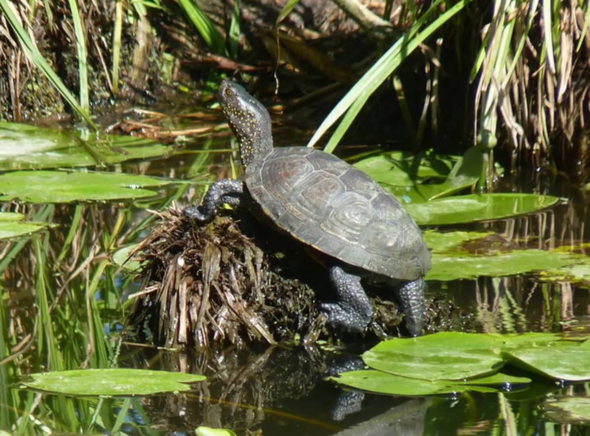 Découverte - La très discrète Cistude d'Europe