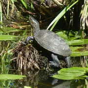 Découverte - La très discrète Cistude d'Europe