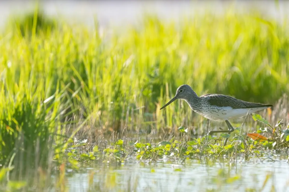 Découverte Ornithologique