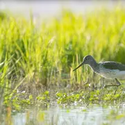 Découverte Ornithologique